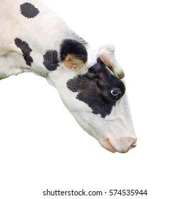 10,224 Cow looking up Images, Stock Photos & Vectors | Shutterstock