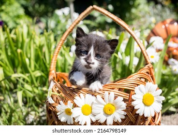 black and white funny cute kitten sits in a wicker basket, looks into the frame. Several white daisies adorn the basket. Sunny summer day. Cat childhood, beautiful postcards, harmony of nature