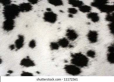 Black And White Fur Of Dog Useful For Background