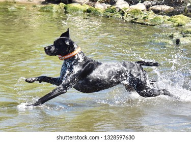 German Pointer Shorthair Images Stock Photos Vectors Shutterstock