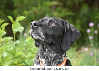 German Pointer Shorthair Images Stock Photos Vectors Shutterstock