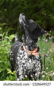 German Pointer Shorthair Images Stock Photos Vectors Shutterstock