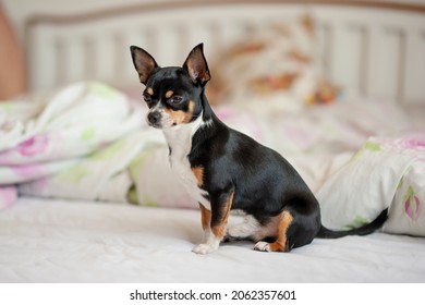 black white and ginger chihuahua sitting on a bed - Shutterstock ID 2062357601