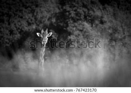 Similar – Image, Stock Photo Roe deer standing in the grass in a meadow