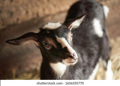 Black and white goat in barn. Domestic dwarf goat in the farm. Little goat standing in wooden shelter. Curious Little goat standing in wooden shelter. Little goats having fun inside a barn.