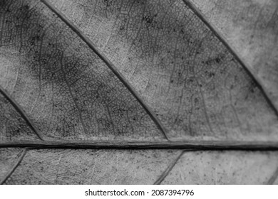 Black and white gray retro color more tone in stock. Copy space Abstract real nature beauty banner background. Detail Macro leaf visible texture vein horizontal line. Element biology. Sad Autumn mood