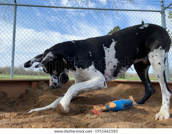 Black\
and white Great Dane dog with happy expression on face is digging\
and playing with squeaky toy outside in sand box on beautiful day\
at canine enrichment boarding and training center\
