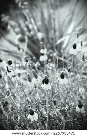 Similar – Image, Stock Photo grass stain Plant Flower