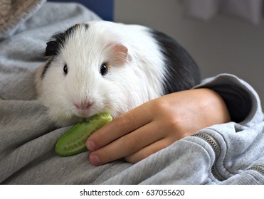Black and white guinea pig cavy eating cucumber from a hand, sitting on a lap.