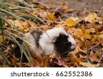 Black and white Guniea pig in Autumn leaves