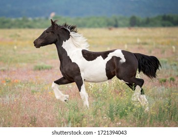 702 Gypsy vanner horses Images, Stock Photos & Vectors | Shutterstock