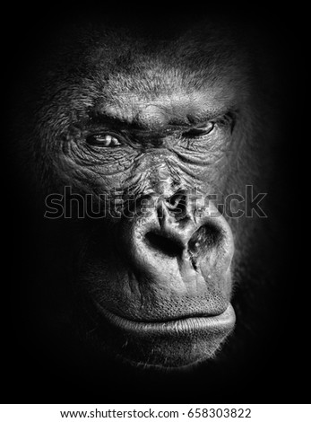 Black and white high contrast animal portrait of a pensive gorilla face isolated in shadows