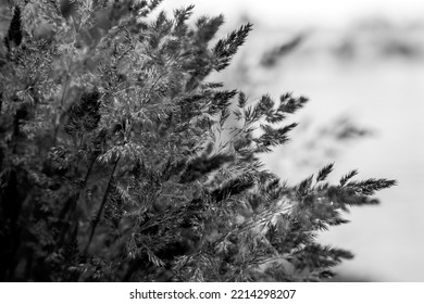 Black And White High Contrast Background Photography Of Reeds Blossom.