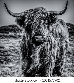 25,678 Highland cattle Images, Stock Photos & Vectors | Shutterstock