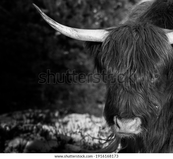 Black and White Highland\
Cattle