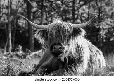 1,535 Black white highland cattle Images, Stock Photos & Vectors ...