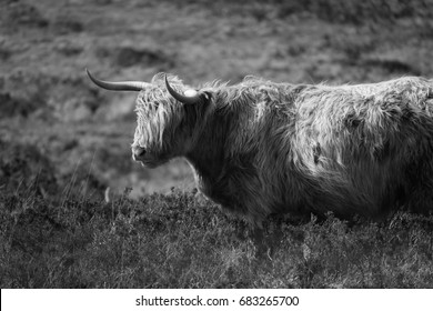 1,783 Black white highland cow Stock Photos, Images & Photography ...