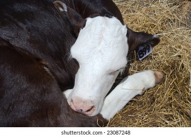 Black and white Holstein calf asleep in the hay