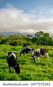 Black and white Holstein cows are grazing on a cold summer morning on a meadow in Chiriqui highlands, Panama -  stock photo