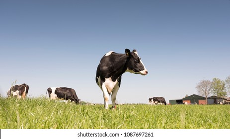 black and white holstein cows in green grassy meadow on sunny spring day with blue sky in the netherlands