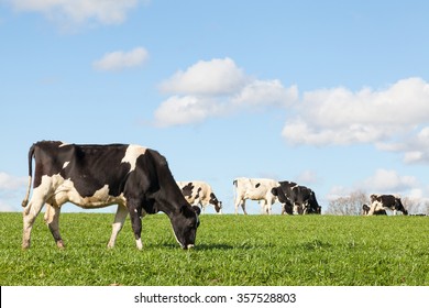 Black And White Holstein Dairy Cow Grazing In A Green Pasture On The Skyline Against A Blue Sky And White Clouds With Copy Space With The Cattle Herd In The Background