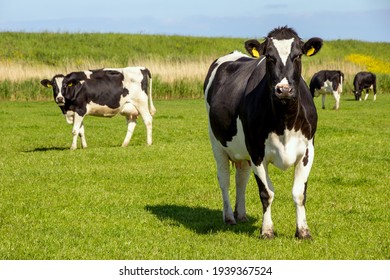 Schwarz-Weiß-Holstein friesischen Rindern Weide auf Ackerland.