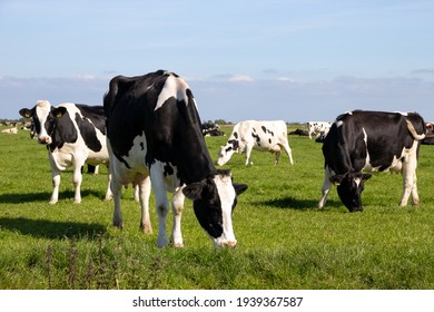 Black and white Holstein Friesian cattle cows grazing on farmland. - Powered by Shutterstock