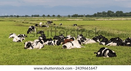 Black and white Holstein Friesian cattle (heifers) mostly resting and ruminating on a pasture near Meggerdorf in the Eider-Treene-Sorge depression in Schleswig-Holstein, Germany.