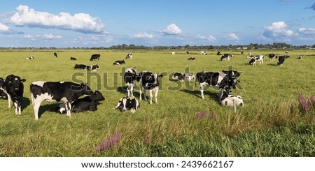 Black and white Holstein Friesian cattle (heifers) grazing or resting and ruminating on a pasture near Meggerdorf in the Eider-Treene-Sorge depression in Schleswig-Holstein, Germany.