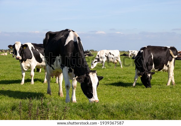 Black and white Holstein Friesian cattle cows\
grazing on farmland.