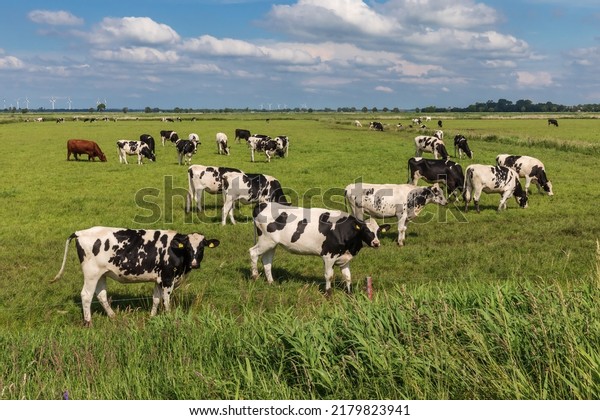 Black and white Holstein\
Friesian cattle (mostly heifers) on a pasture near Meggerdorf in\
the Eider-Treene-Sorge depression in Schleswig-Holstein,\
Germany.
