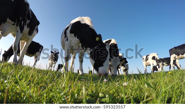 Svart Og Hvitt Holstein Melk Kyr Arkivfoto Rediger Na 595323557