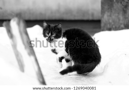 Similar – cat Cat Sweet Black White