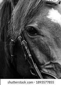 Black And White Horse Close Up 