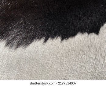 Black And White Horse Fur Pattern