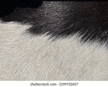 Black And White Horse Fur Pattern