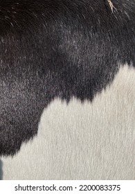 Black And White Horse Fur Pattern