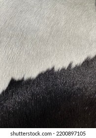 Black And White Horse Fur Pattern