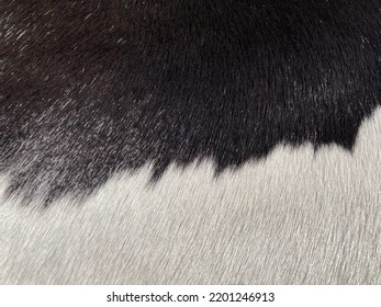 Black And White Horse Fur Pattern