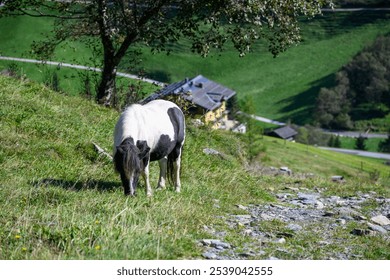 A black and white horse grazes on a steep mountain meadow. - Powered by Shutterstock