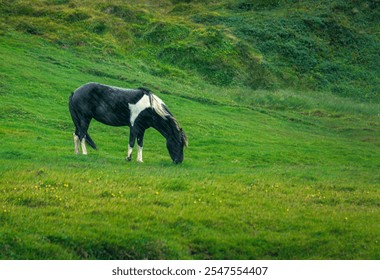 A black and white horse grazes peacefully on a lush green hillside, capturing the serene beauty of nature. - Powered by Shutterstock