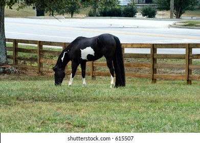 Hackney Pony High Res Stock Images Shutterstock