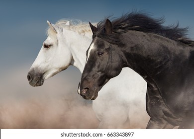 Black and white horse portrait in motion 