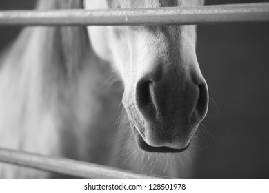 Black and white horse in stable, detail of snout