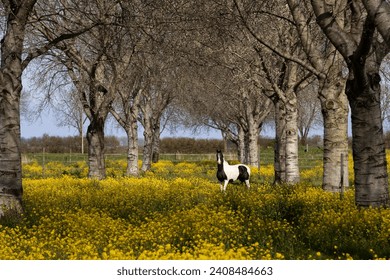 Black and white horse stands in a blooming rapeseed field between the birch trees.