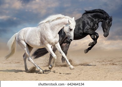Black and white horses run in desert dust
