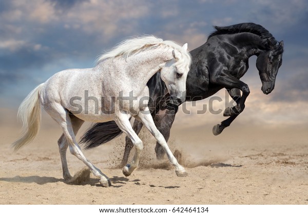 Black and white horses run in desert dust photo mural wallpaper