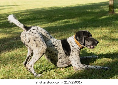 Black And White Hunting Dog In Play Position, Front Legs Lying Down And Rear End In The Air, Ready To Run, In A Meadow