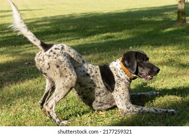 Black And White Hunting Dog In Play Position, Front Legs Lying Down And Rear End In The Air, Ready To Run, In A Meadow