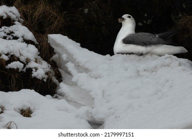 Black And White Icelandic Bird Resting On A Rock With Snow